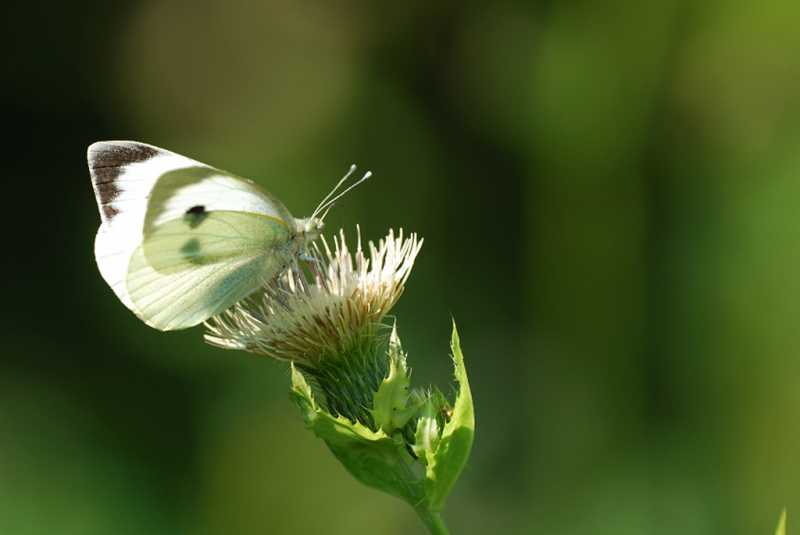 Papillon_3672_b1.JPG