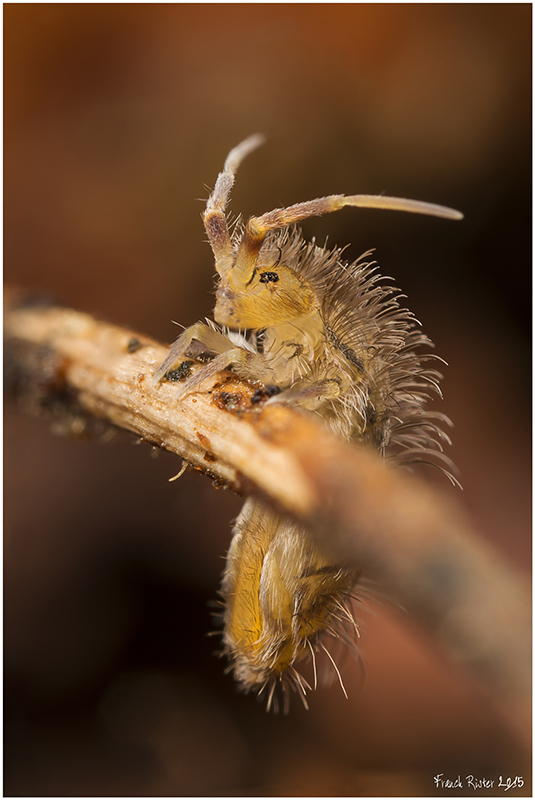 Entomobrya unostrigata.jpg