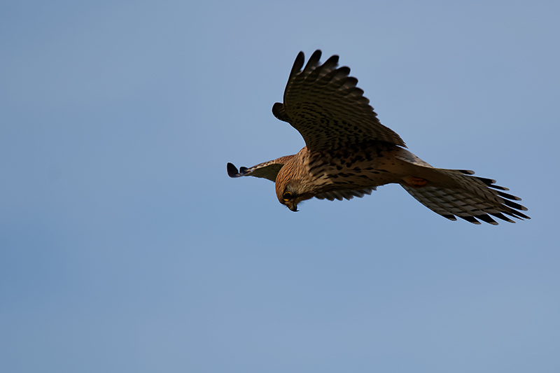 IMG_2877.jpg