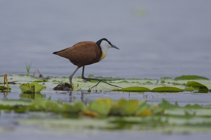 13-jacana à poitrine dorée.jpg