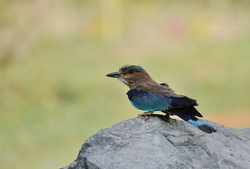 DSC_3935.jpg