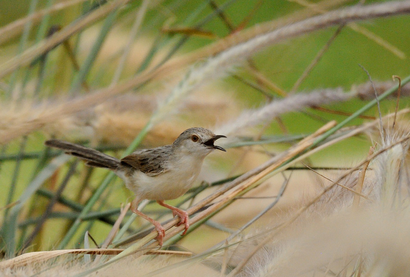 DSC_4119.jpg
