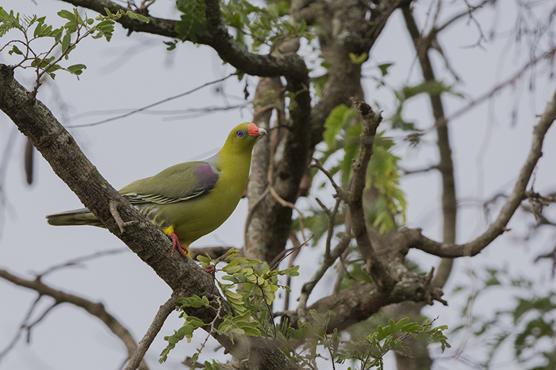 51-Colombar à front nu.jpg