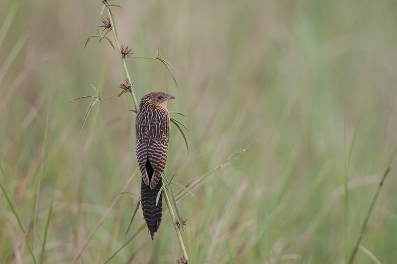 54-Coucal noir(juvénile).jpg