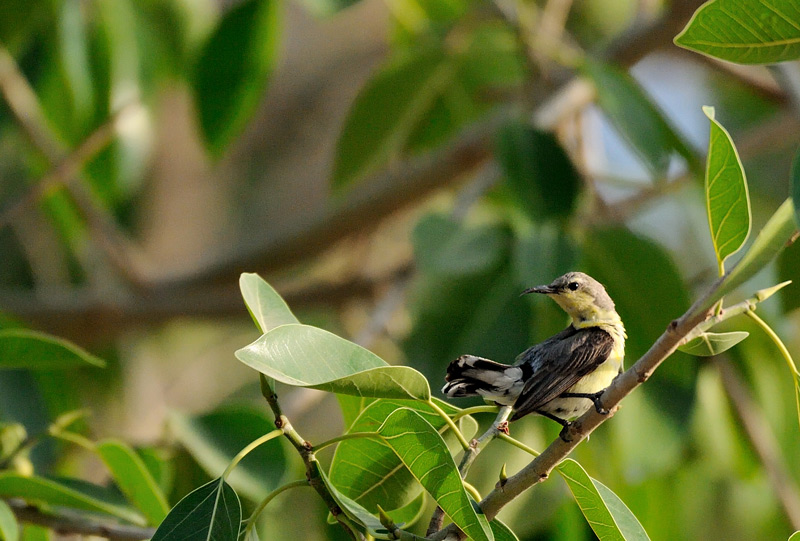 DSC_3803.jpg