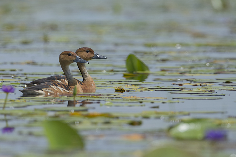 83-dendrocygne fauve (1).jpg