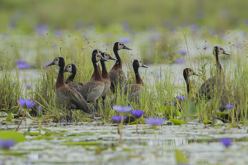84-dendrocygne veuf.jpg