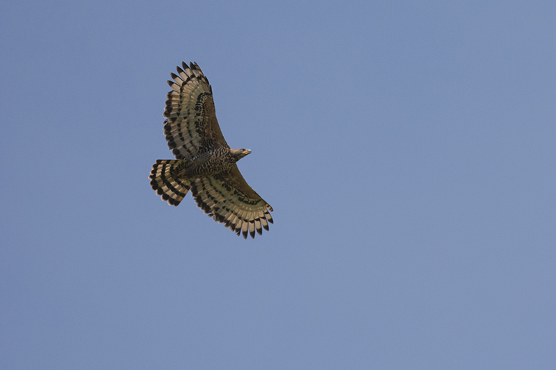 88-aigle couronné.jpg