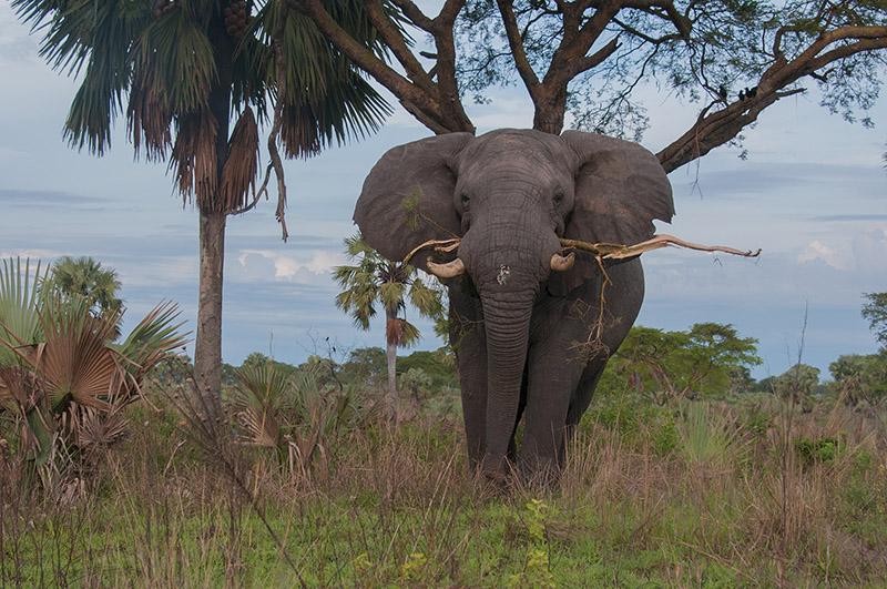 89-éléphant.jpg