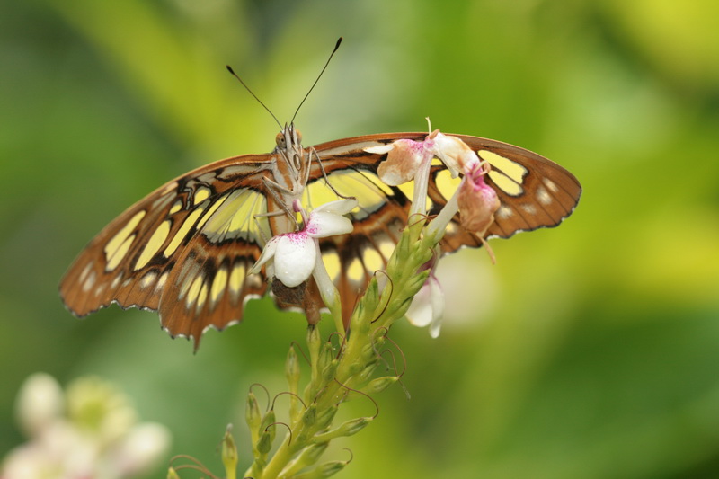 20080802_400D_2233_low.jpg