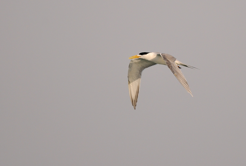 DSC_3984.jpg