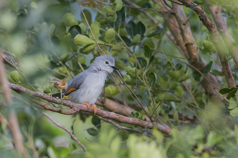 127-prinia grise.jpg