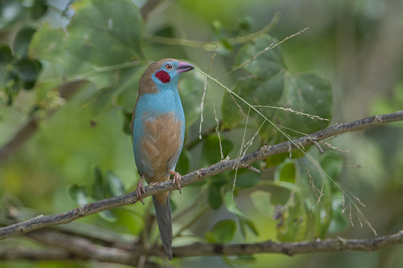 130-cordon bleu à joues rouges.jpg