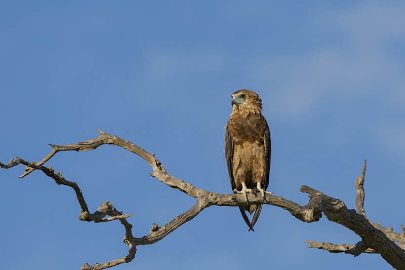 132-bateleur des savanes.jpg
