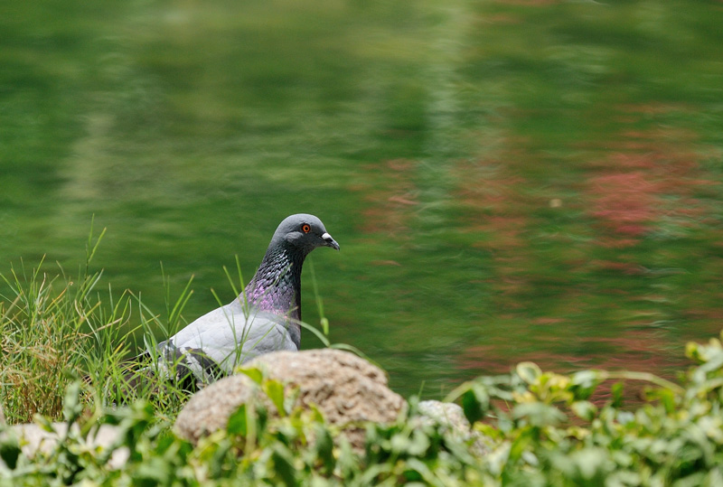 DSC_4013.jpg