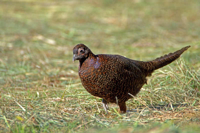 Poule obscure.jpg