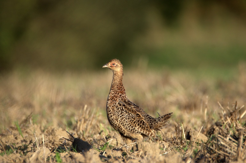 Poule faisane.jpg