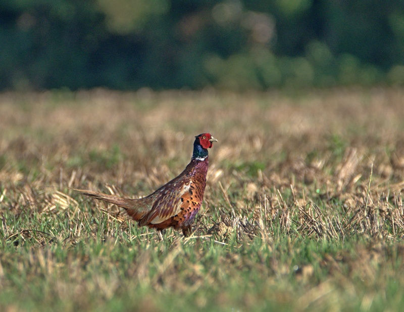 Coq faisan.jpg