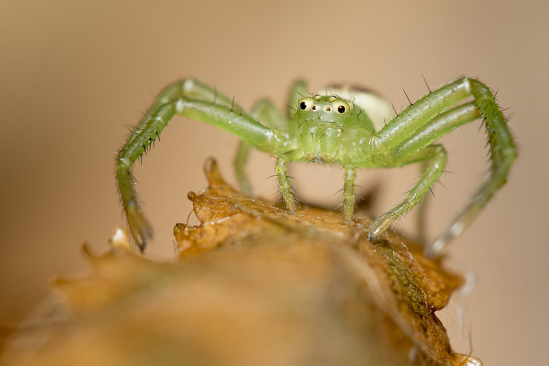 araignée crabe.jpg