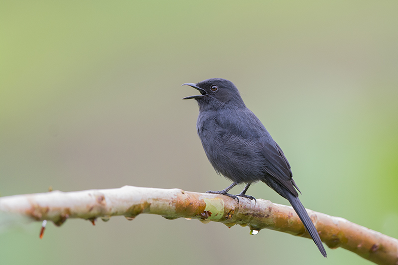 166-gobemouche drongo.jpg