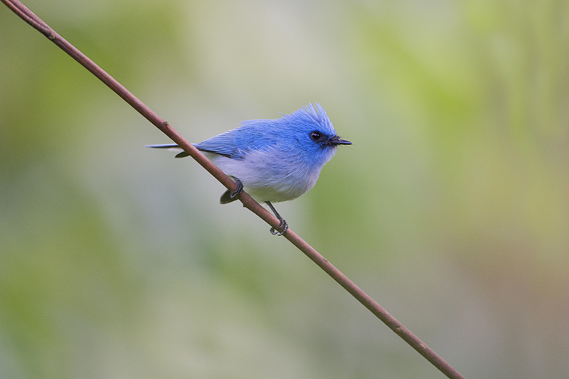 167-tchitrec bleu.jpg