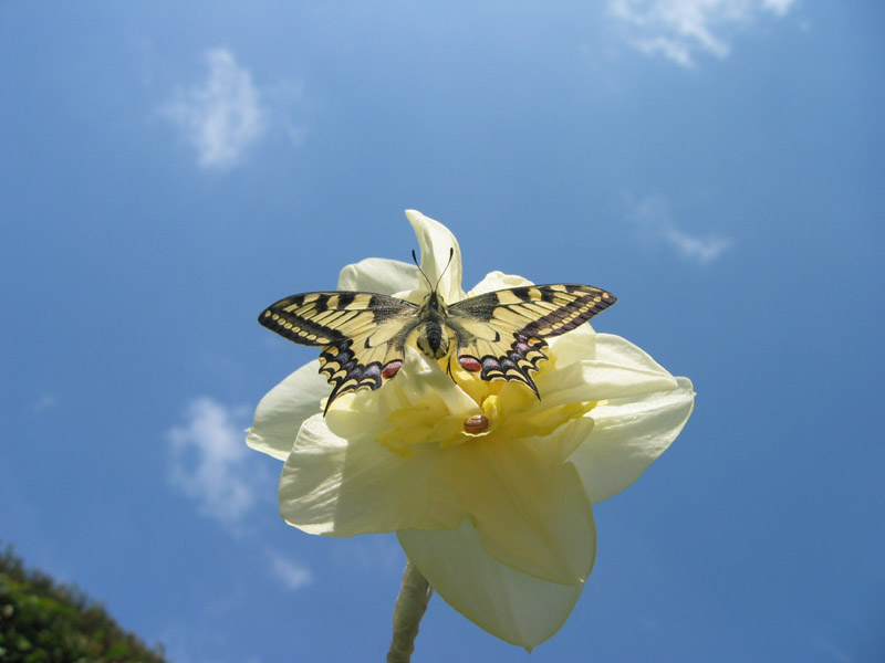 Machaon.jpg