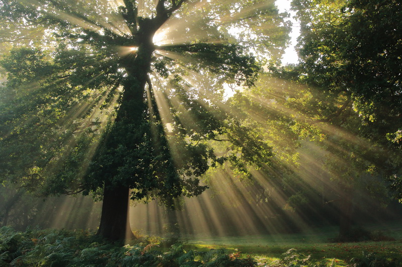 rayons arbre richmond.JPG