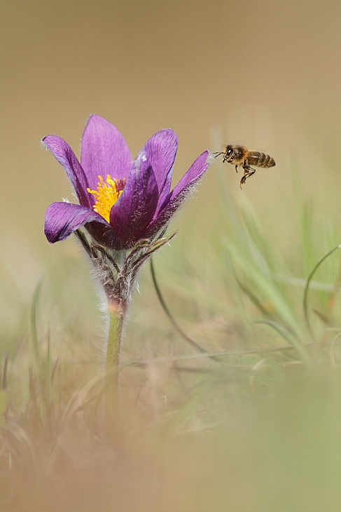 la pulsatille et l abeille.jpg