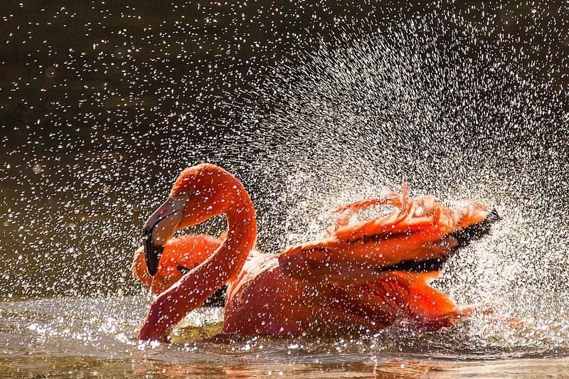 lavage_du_flamant.jpg