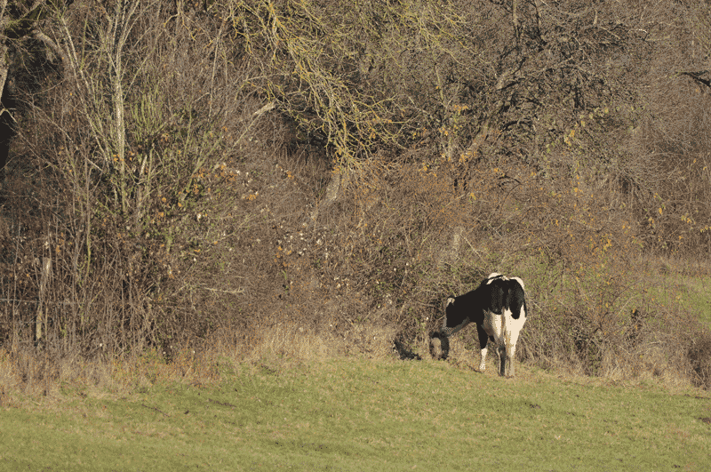 DSC_1642.gif