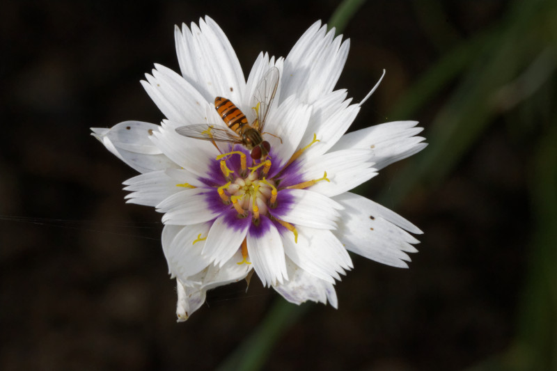 IMG_1374_DxO.jpg