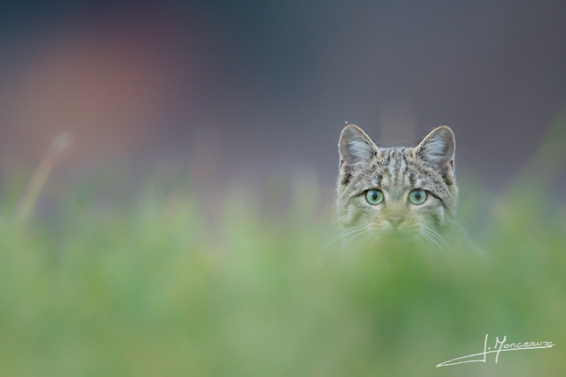 2015-10 chat forestier 023.jpg