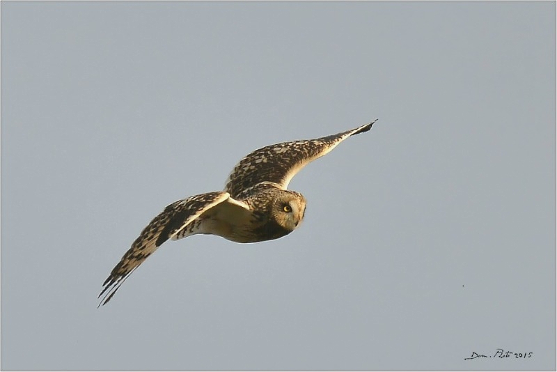 DSC_8800 BIS.jpg