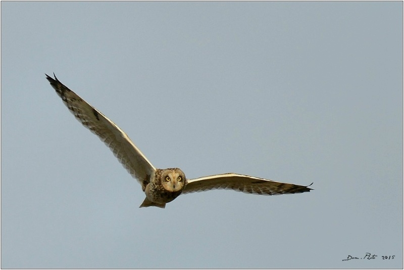 DSC_8833 BIS.jpg