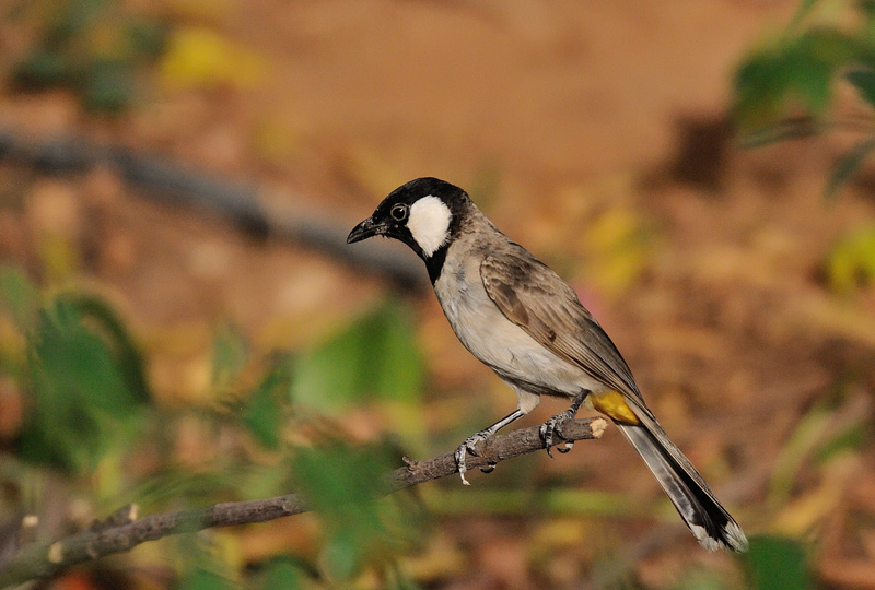 DSC_4174.jpg