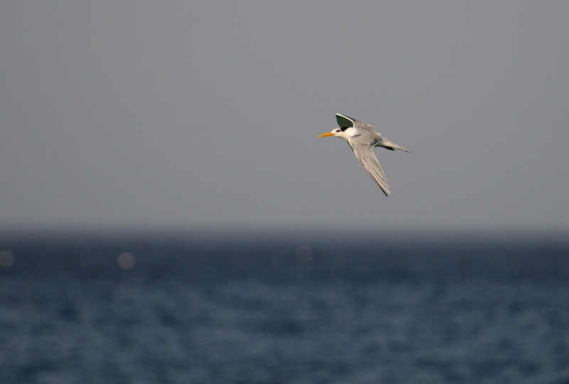 DSC_3668.jpg