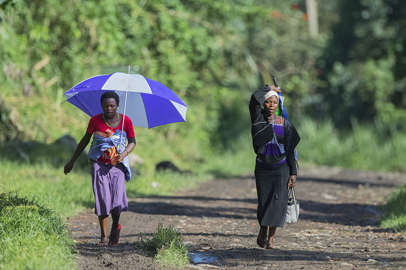 199-les parapluies du rwenzori.jpg