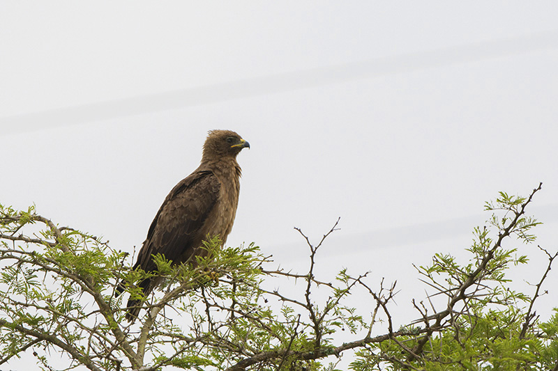 202-aigle de Wahlberg.jpg