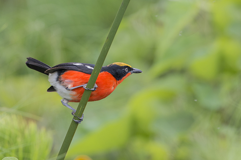 209-Gonolek des papyrus.jpg