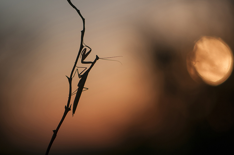 1-Mante au crépuscule.jpg-w.jpg