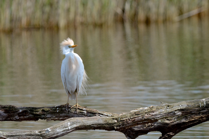 05---MAI-(Etang-de-la-Sous-mai-15).jpg