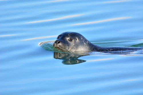 DSC_2007.JPG