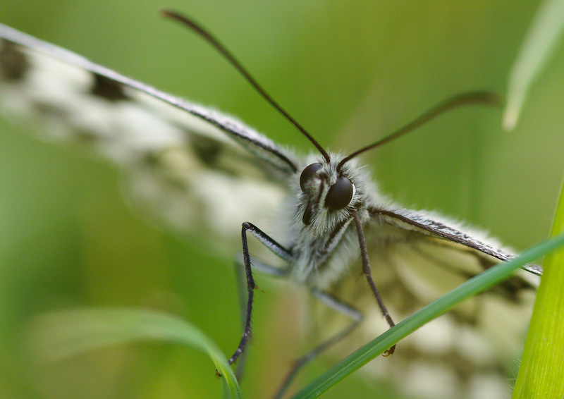 papillon-1.jpg