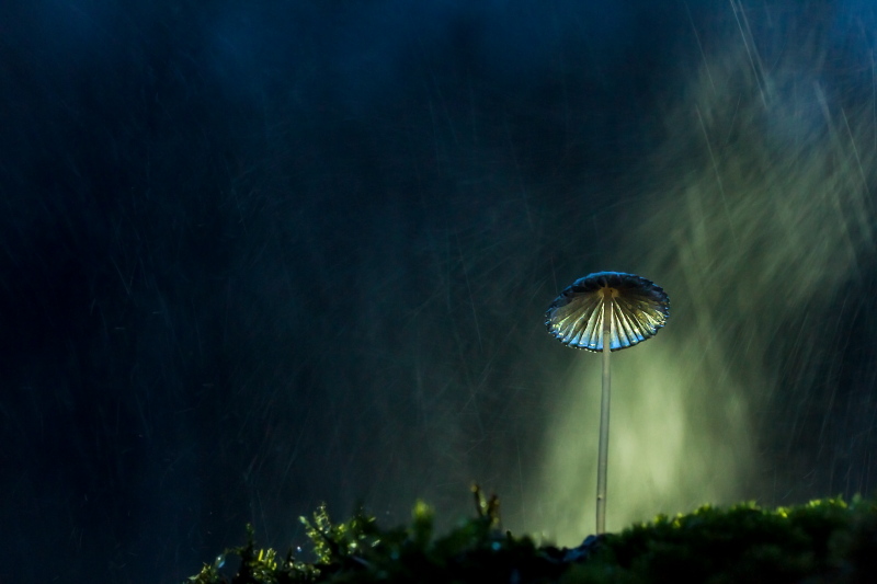 raw11..2_1 800px.JPG