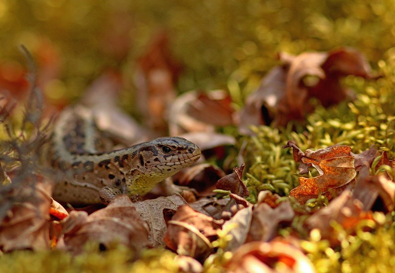 Lézard Cessières 3 Benelux..jpg