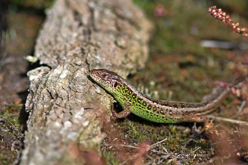 Lézard Cessières Benelux 1.jpg