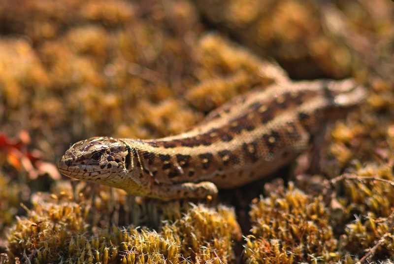 Lézard Cessières 2 Benelux..jpg