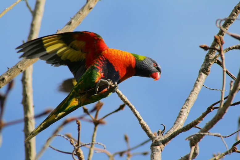 070721-0475-RainbowLorikeet KingsPark (43)R.JPG