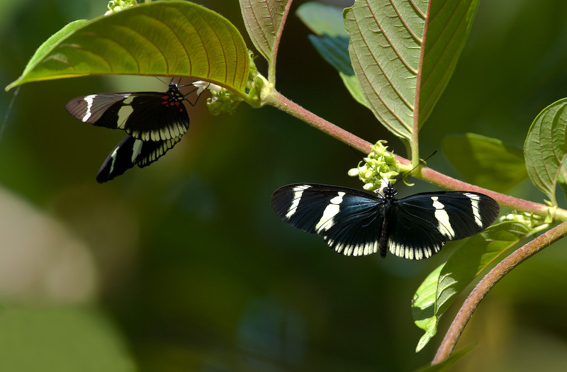 papillon-2.jpg
