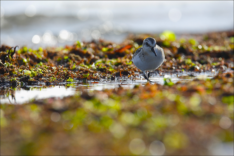Bécasseau sanderling.jpg